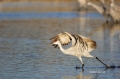 Sandhill-Crane;Crane;Grus-canadensis;Flying-bird;action;aloft;behavior;flight;fl